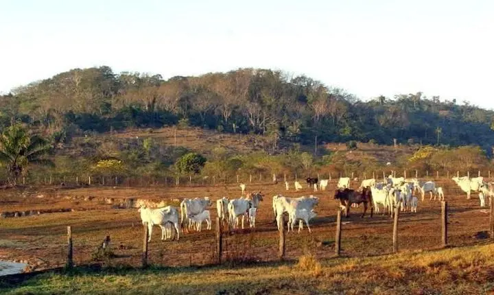 STF ratifica lei que restringe a compra de terras por empresas estrangeiras